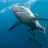 Nager avec les requins (sans cage) en Afrique du Sud