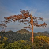 Le mal du pays inversé